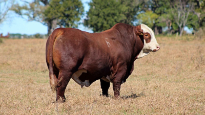 80 toros y 110 vientres, además de 40 búfalas, listos para el remate
