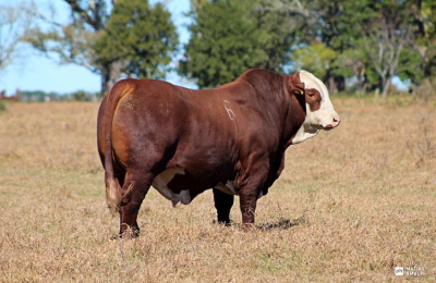80 toros y 110 vientres, además de 40 búfalas, listos para  el remate
