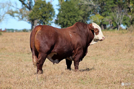Toro-Braford-de-buena-carac.jpg
