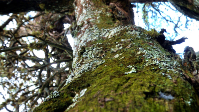 El “algarrobo abuelo”, un guardián de historias y un refugio de monte nativo