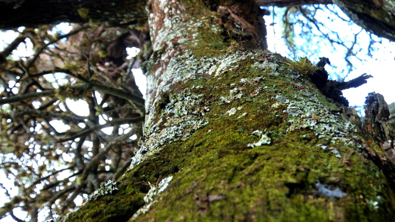 El “algarrobo abuelo”, un guardián de historias y un refugio de monte nativo