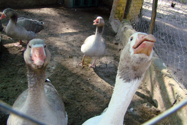 Granja La Josefina, una propuesta ecológica para chicos y grandes 
