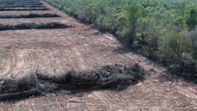 “Se necesita un ordenamiento territorial de bosques nativos realista y productivo”