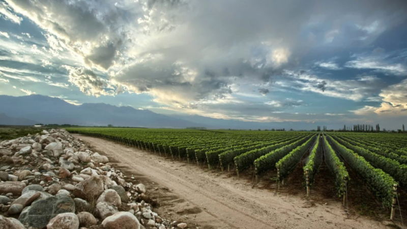 La bodega argentina Zuccardi fue elegida como el mejor viñedo del mundo 2021