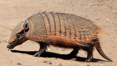 Conociendo nuestra fauna: el tatú