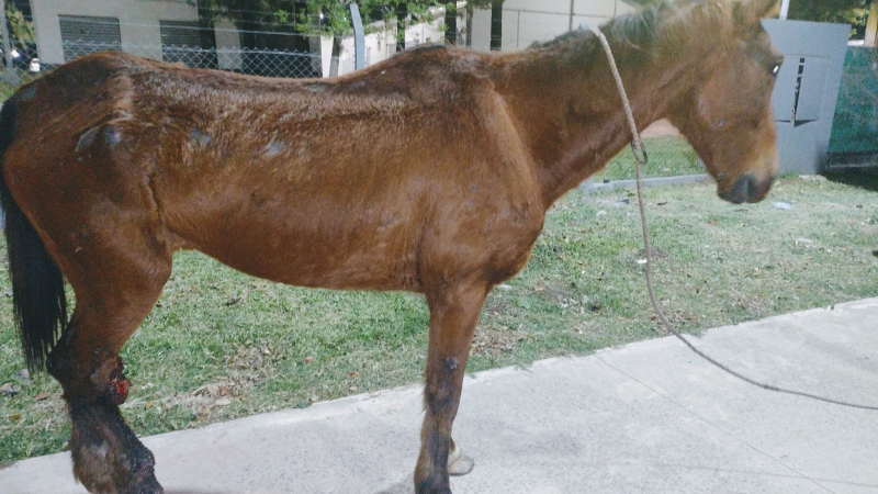 Proteccionistas buscan colaboración para seguir rescatando caballos del maltrato