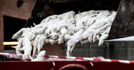 denmark-mink-cull-covid.jpg