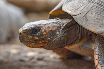 tortu5.jpg