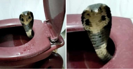 cobra.jpg