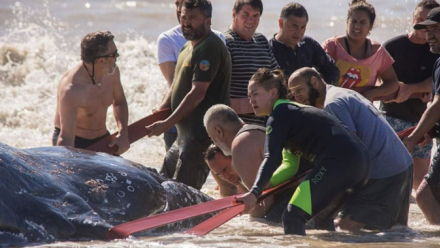 ballena-villa-gesell-02jpg.jpg