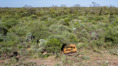 Greenpeace registró una topadora arrasando bosques chaqueños