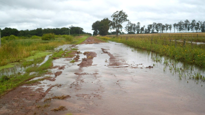 Las lluvias le dan aliento al desarrollo inicial del algodón