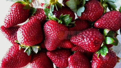La frutilla gana terreno y se consolida en el Chaco