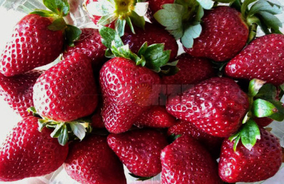 La frutilla gana terreno y se consolida en el Chaco