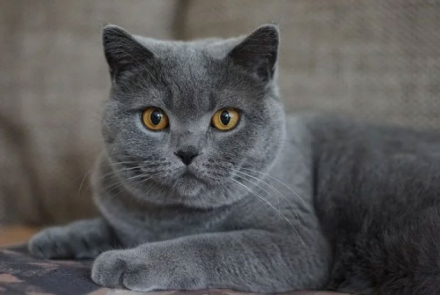 gato2.jpg