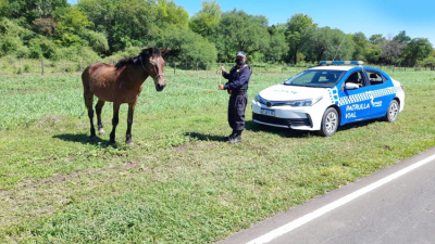 Más de 200 caballos sueltos fueron secuestrados en las rutas en el 2021