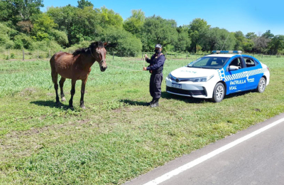 Más de 200 caballos sueltos fueron secuestrados en las rutas en el 2021