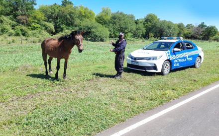 caballos.jpg