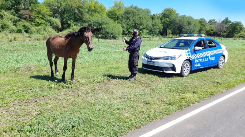 Buscan adopción responsable para caballos secuestrados por la policía