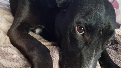 Piden ayuda para localizar a una perrita extraviada