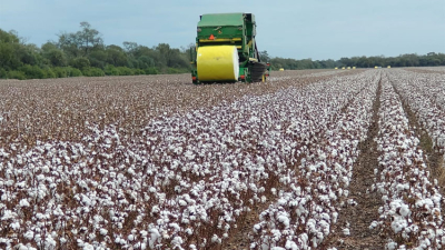 Sostienen que la Nación debe colocar en la agenda federal al cultivo del algodón