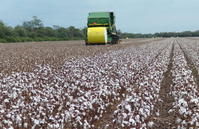Sostienen que la Nación debe colocar en la agenda federal al cultivo del algodón