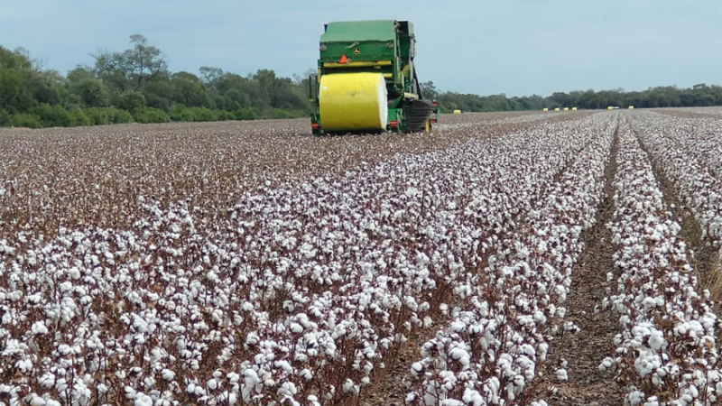 Sostienen que la Nación debe colocar en la agenda federal al cultivo del algodón