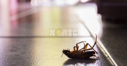 cucaracha germanica.jpg