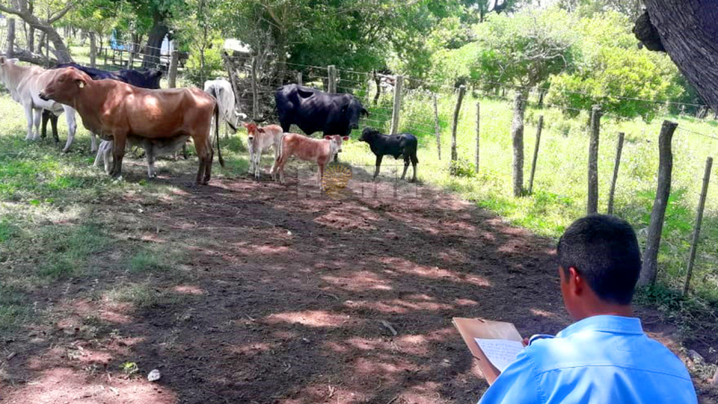 Robo de ganado: el juez Freytes respondió al enojo de los productores ganaderos
