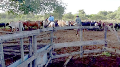 Los cuatreros no descansan: faenaron animales de otro productor de Quitilipi