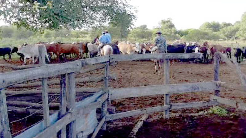 Los cuatreros no descansan: faenaron animales de otro productor de Quitilipi