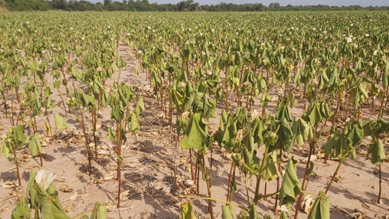 El intenso calor comenzó a impactar en lotes de algodón