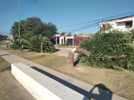sin arboles 3.jpg