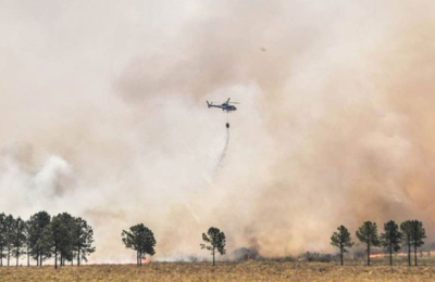 Aún sin extinguirse los incendios en Corrientes, varios animales regresaron a la reserva Yerbalito