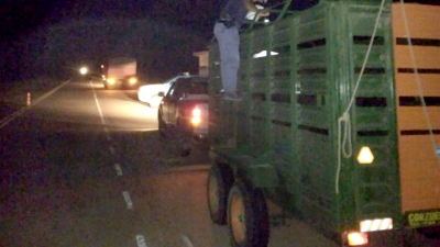 Ruta 9: Incautan 7 toros que eran trasladados ilegalmente