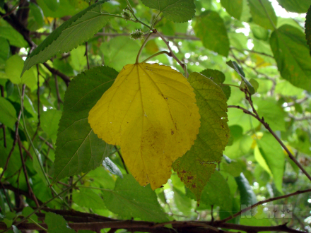otoño002.jpg