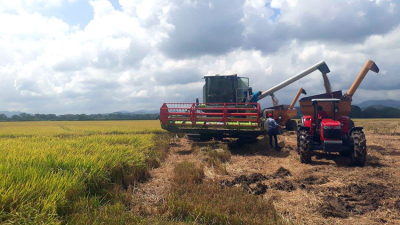 El arroz correntino, quiere apuntar a su recuperación