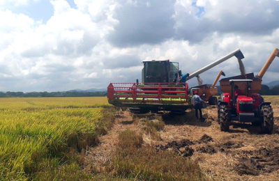El arroz correntino, quiere apuntar a su recuperación