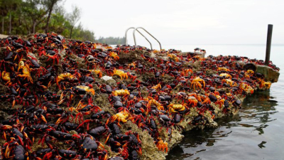 Cuba: nueva invasión en la Bahía de Cochinos