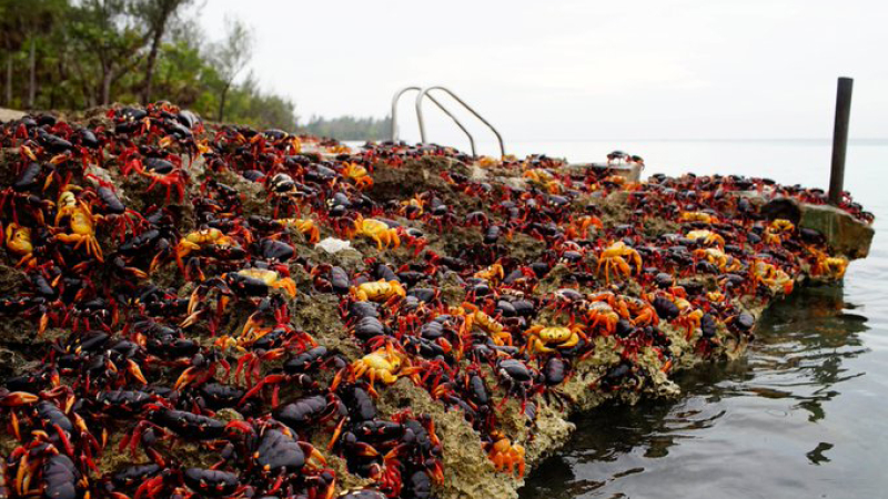 Cuba: nueva invasión en la Bahía de Cochinos