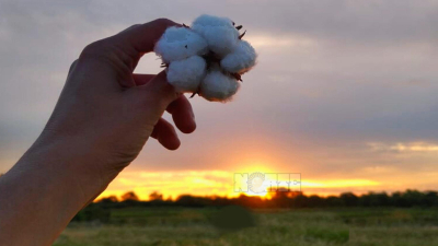 Algodón: por qué el Chaco debe vestirse de blanco