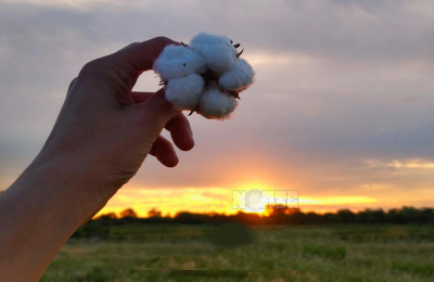 Algodón: por qué el Chaco debe vestirse de blanco