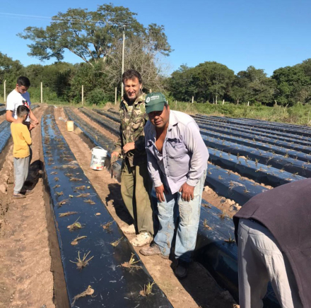 frutilla-comienza1.jpg