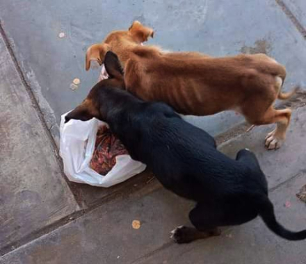perro.jpg