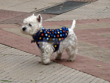 frio perri.JPG