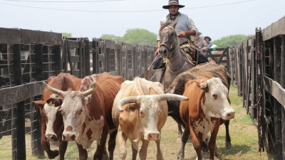 El quinto remate del año será hoy en Pampa del Indio