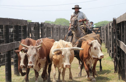Remate-Pampa-del-Indio.jpg