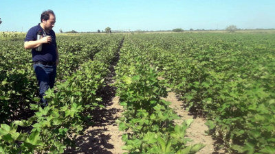 Cómo es la variedad que el INTA lanzó para la industria textil