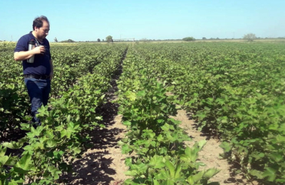Cómo es la variedad que el INTA lanzó para la industria textil