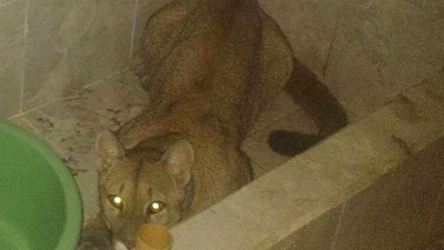 Fue al baño en plena madrugada y se encontró con un puma en la bañera